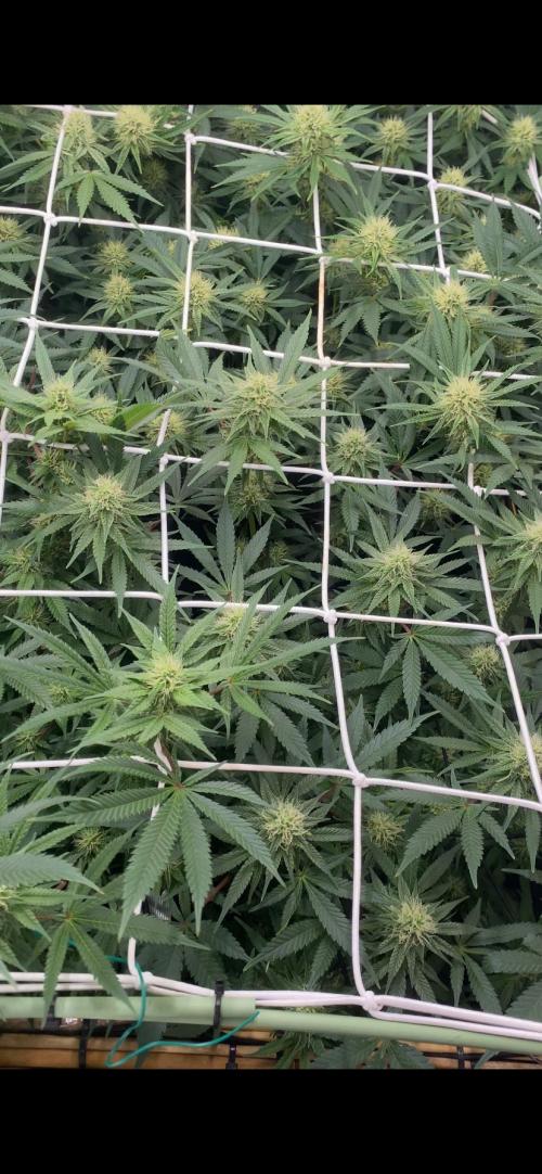 Blue Dream - Barneys farm - FC3000evo. Week 12 - day 34 - 16/12/2025