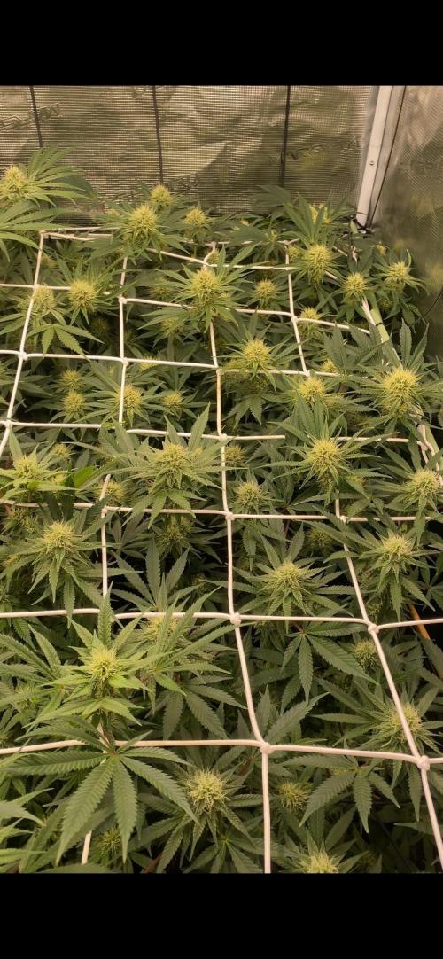 Blue Dream - Barneys farm - FC3000evo. Week 12 - day 34 - 16/12/2025