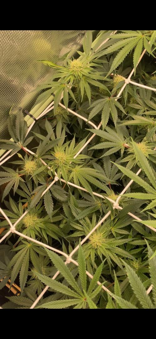 Blue Dream - Barneys farm - FC3000evo. Week 12 - day 34 - 16/12/2025