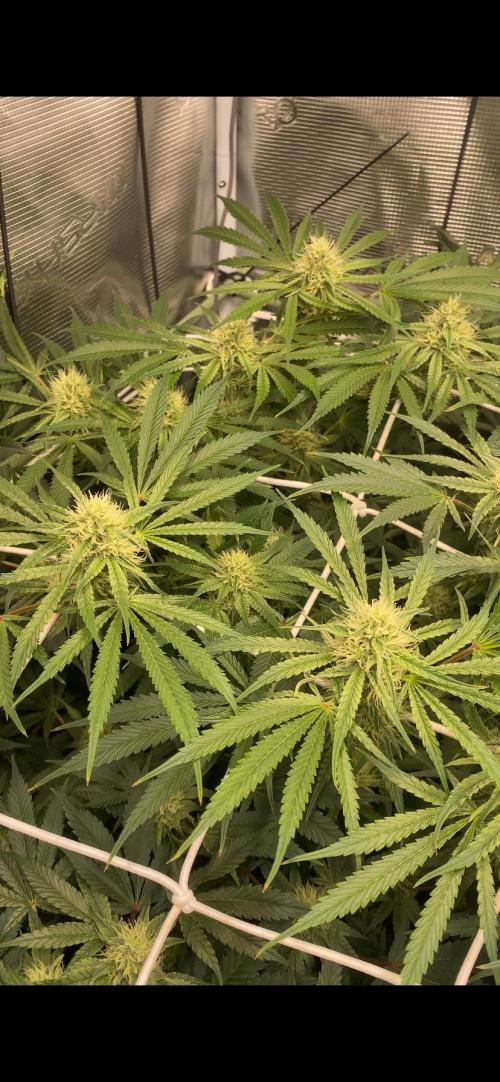 Blue Dream - Barneys farm - FC3000evo. Week 12 - day 34 - 16/12/2025