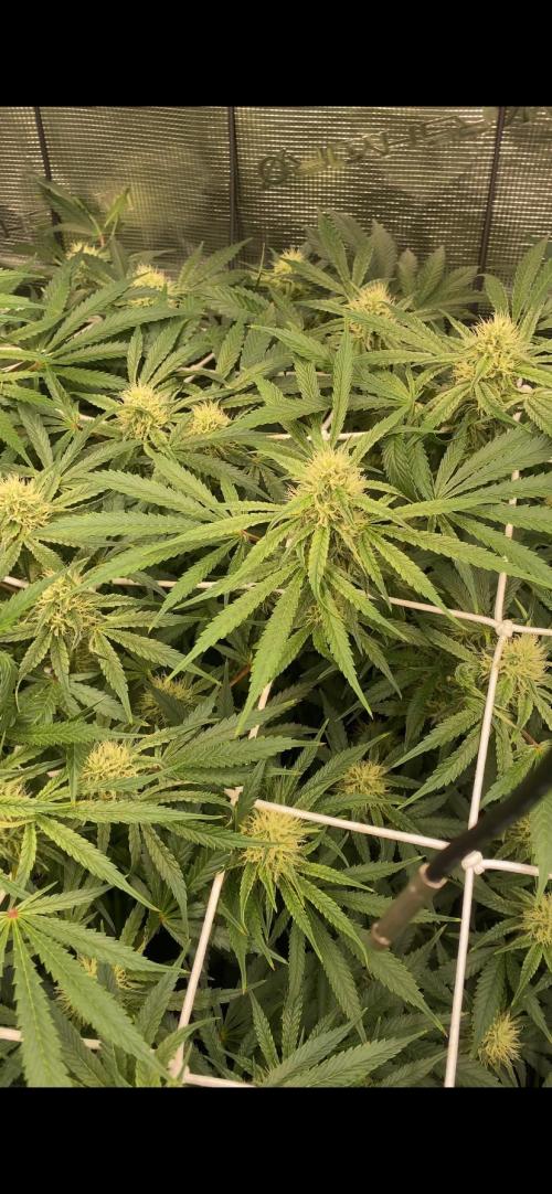 Blue Dream - Barneys farm - FC3000evo. Week 12 - day 34 - 16/12/2025