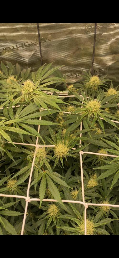 Blue Dream - Barneys farm - FC3000evo. Week 12 - day 34 - 16/12/2025