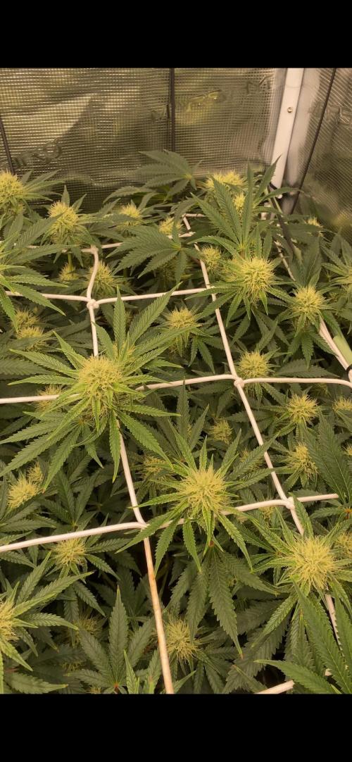 Blue Dream - Barneys farm - FC3000evo. Week 12 - day 34 - 16/12/2025