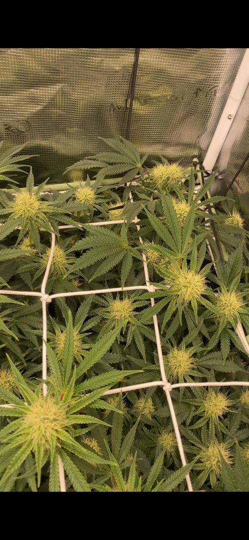 Blue Dream - Barneys farm - FC3000evo. Week 12 - day 34 - 16/12/2025