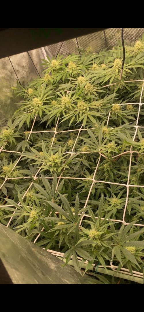 Blue Dream - Barneys farm - FC3000evo. Week 12 - day 34 - 16/12/2025