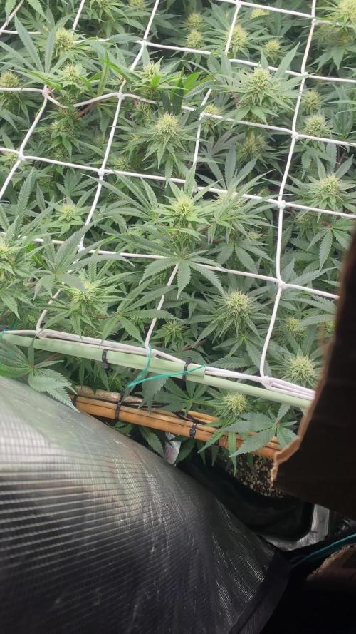 Blue Dream - Barneys farm - FC3000evo