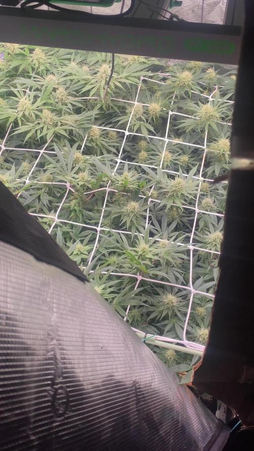 Blue Dream - Barneys farm - FC3000evo