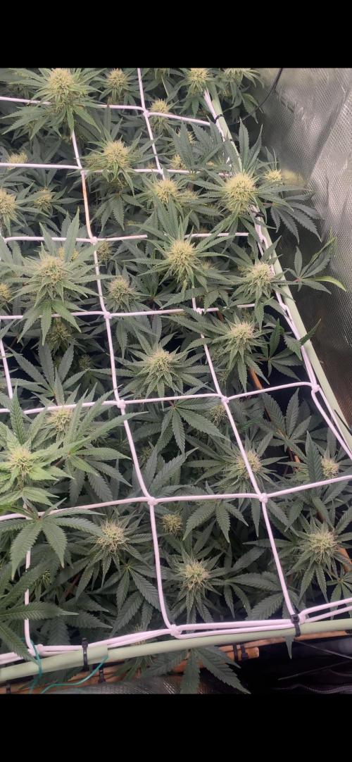 Blue Dream - Barneys farm - FC3000evo. Week 13 - day 36 - 18/12/2025