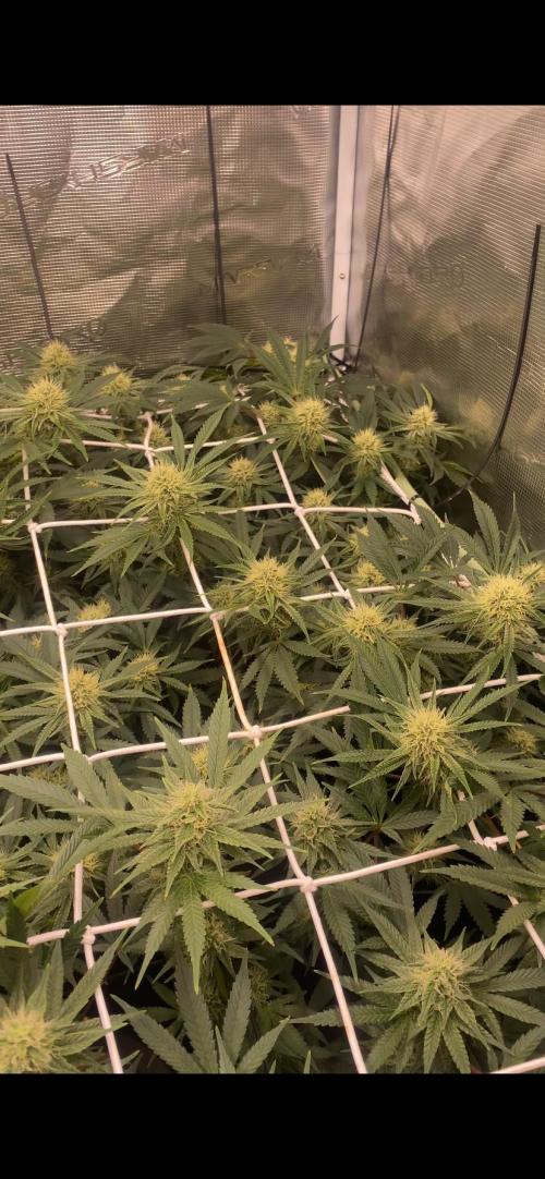 Blue Dream - Barneys farm - FC3000evo. Week 13 - day 36 - 18/12/2025