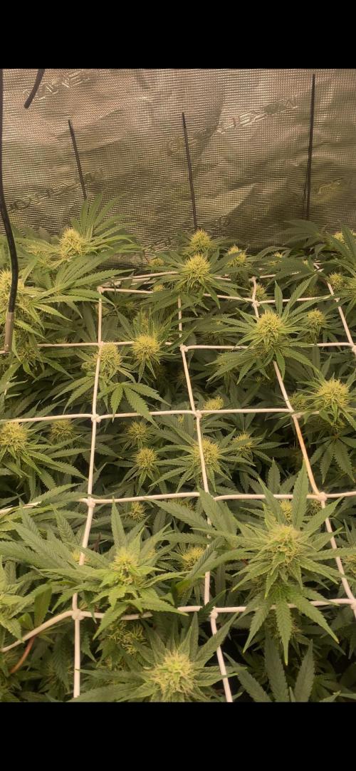 Blue Dream - Barneys farm - FC3000evo. Week 13 - day 36 - 18/12/2025