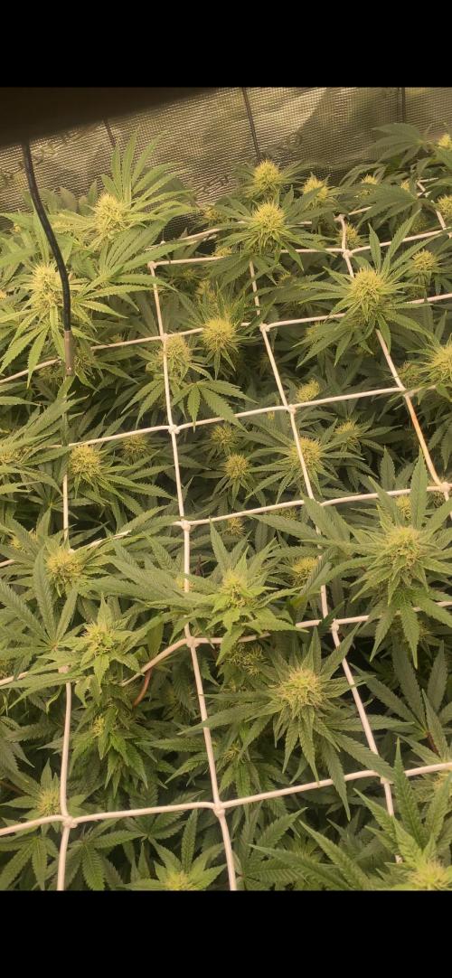 Blue Dream - Barneys farm - FC3000evo. Week 13 - day 36 - 18/12/2025