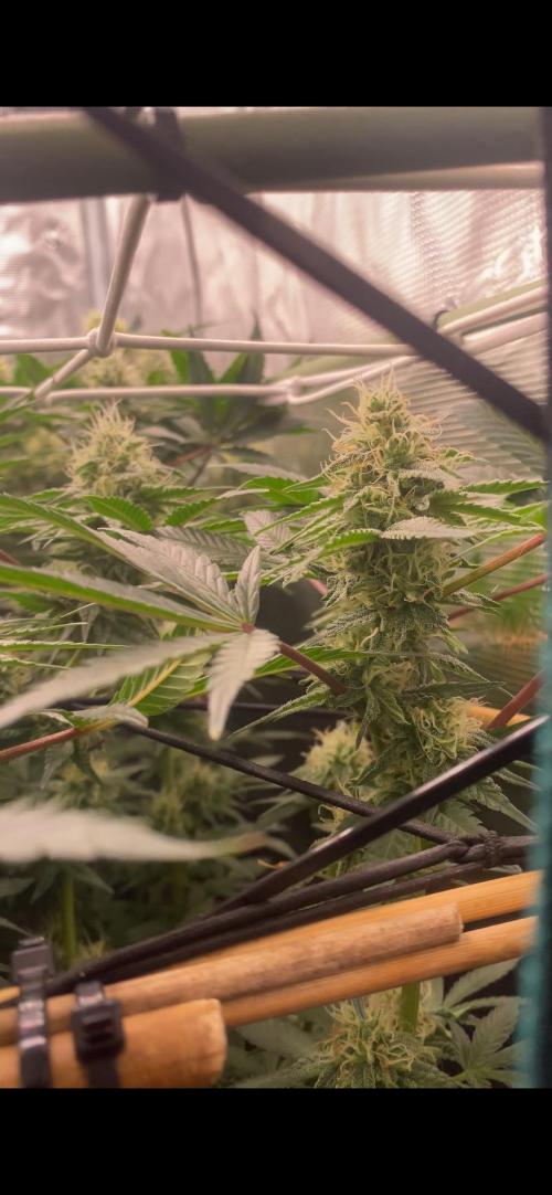 Blue Dream - Barneys farm - FC3000evo. Week 13 - day 40 - 22/12/2025