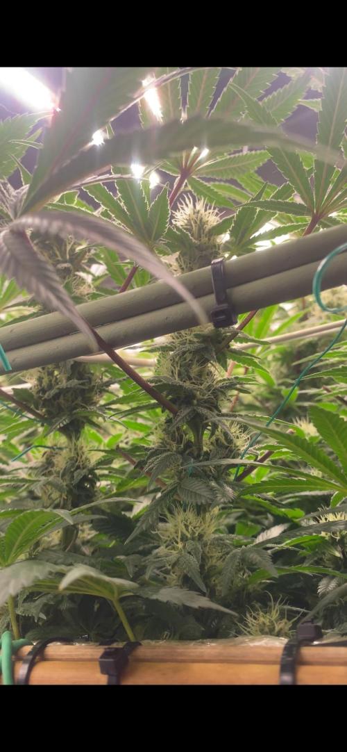 Blue Dream - Barneys farm - FC3000evo. Week 13 - day 40 - 22/12/2025