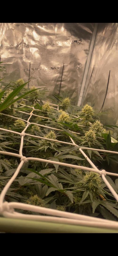 Blue Dream - Barneys farm - FC3000evo. Week 13 - day 40 - 22/12/2025