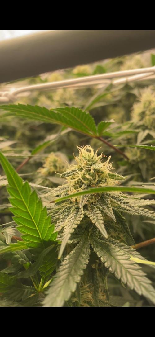 Blue Dream - Barneys farm - FC3000evo. Week 13 - day 40 - 22/12/2025