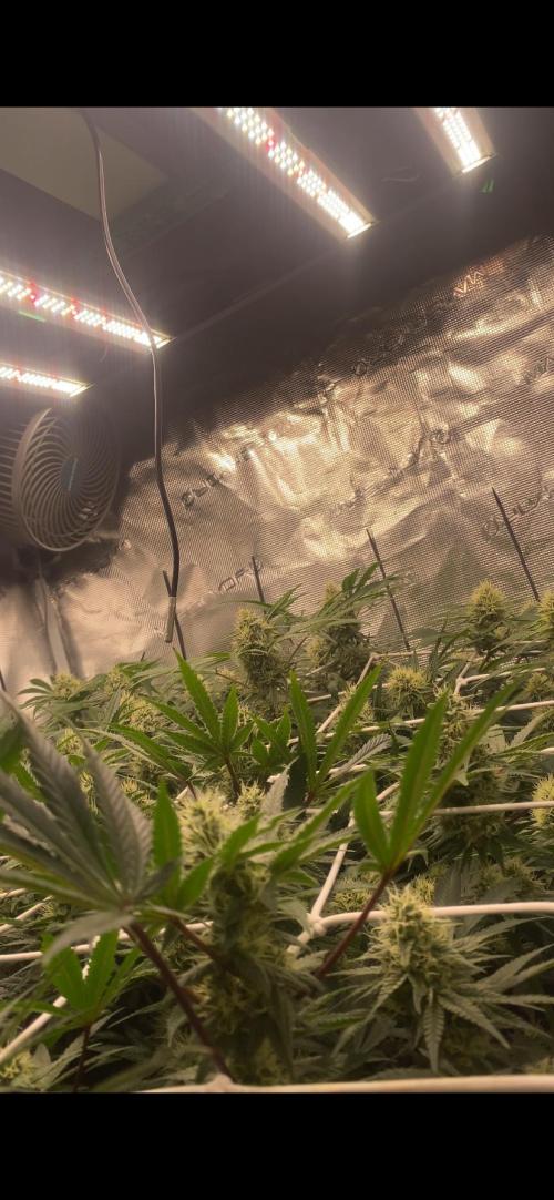 Blue Dream - Barneys farm - FC3000evo. Week 13 - day 40 - 22/12/2025