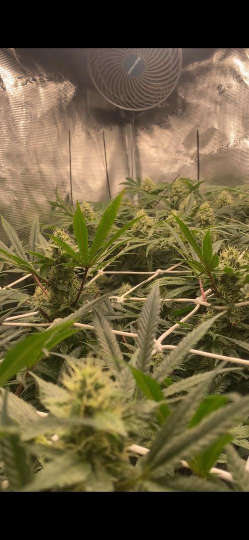 Blue Dream - Barneys farm - FC3000evo. Week 13 - day 40 - 22/12/2025