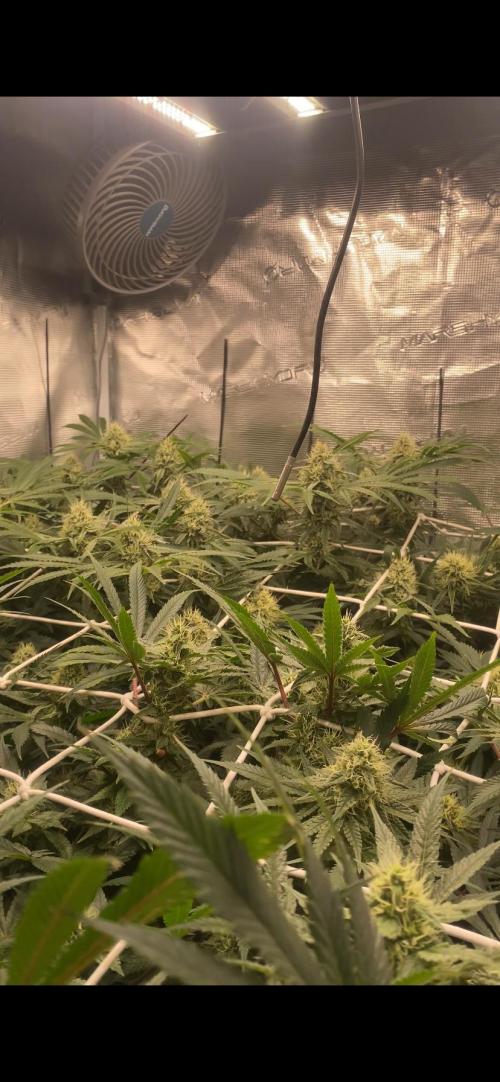 Blue Dream - Barneys farm - FC3000evo. Week 13 - day 40 - 22/12/2025