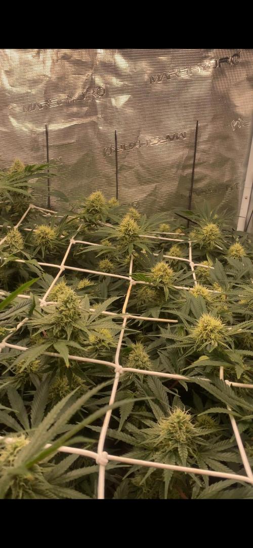 Blue Dream - Barneys farm - FC3000evo. Week 13 - day 40 - 22/12/2025