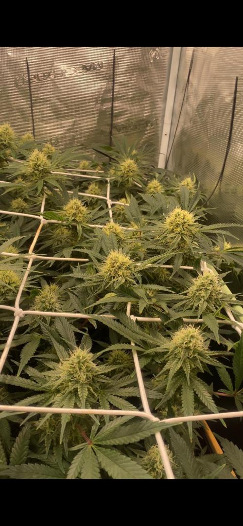 Blue Dream - Barneys farm - FC3000evo. Week 13 - day 40 - 22/12/2025