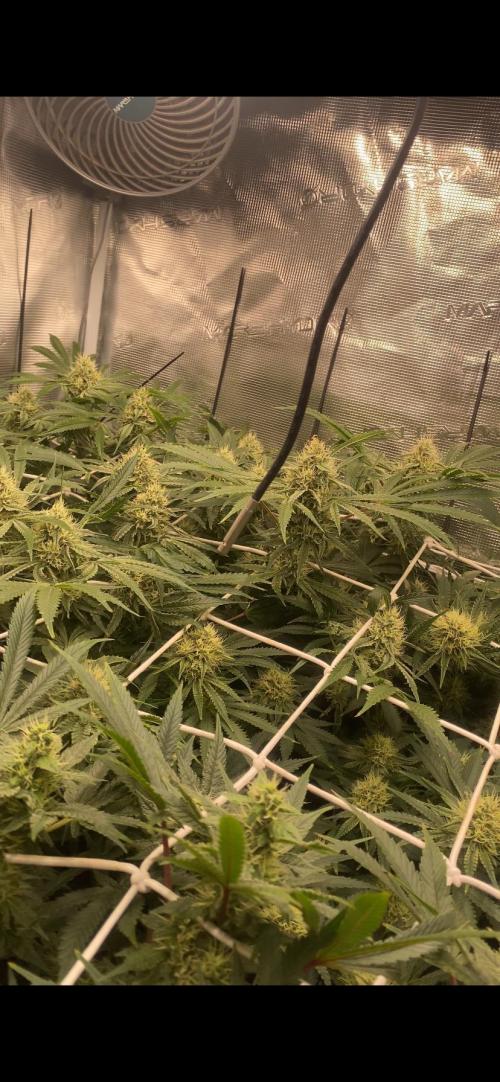 Blue Dream - Barneys farm - FC3000evo. Week 13 - day 40 - 22/12/2025