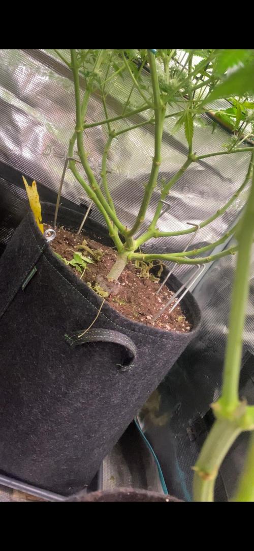 Blue Dream - Barneys farm - FC3000evo. Week 13 - day 40 - 22/12/2025