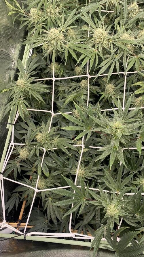 Blue Dream - Barneys farm - FC3000evo. Week 13 - day 42 - 24/12/2025