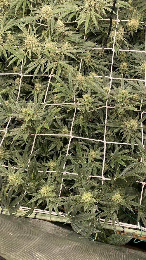 Blue Dream - Barneys farm - FC3000evo. Week 13 - day 42 - 24/12/2025