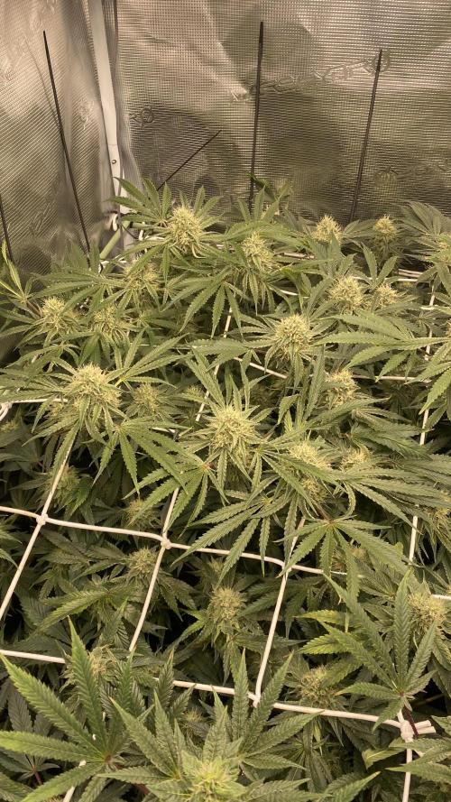 Blue Dream - Barneys farm - FC3000evo. Week 13 - day 42 - 24/12/2025