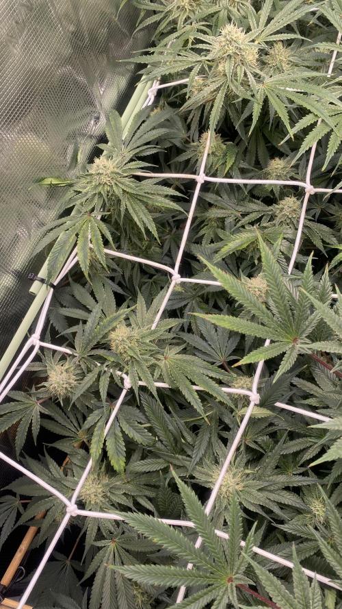 Blue Dream - Barneys farm - FC3000evo. Week 14 - day 43 - 25/12/2025