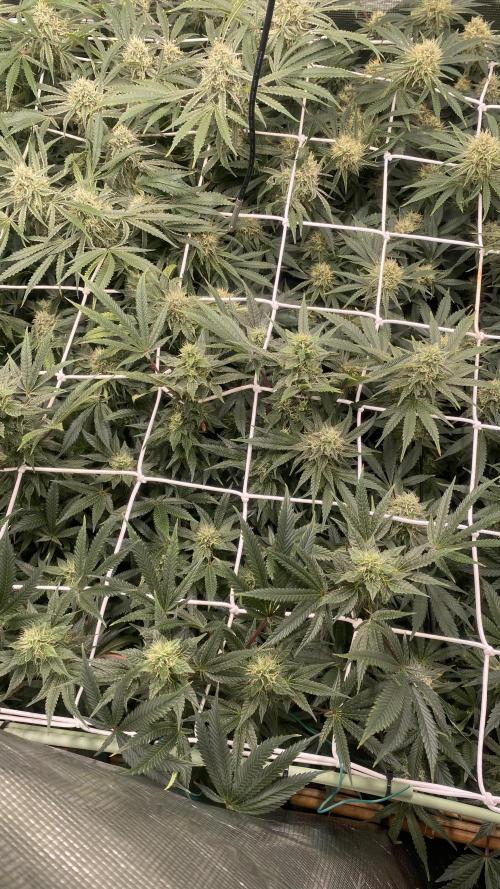 Blue Dream - Barneys farm - FC3000evo. Week 14 - day 43 - 25/12/2025