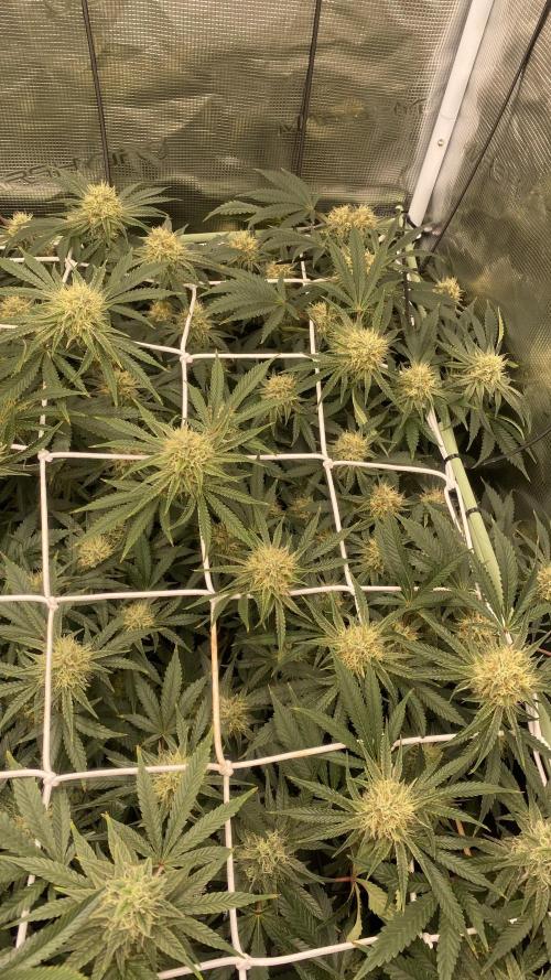 Blue Dream - Barneys farm - FC3000evo. Week 14 - day 43 - 25/12/2025