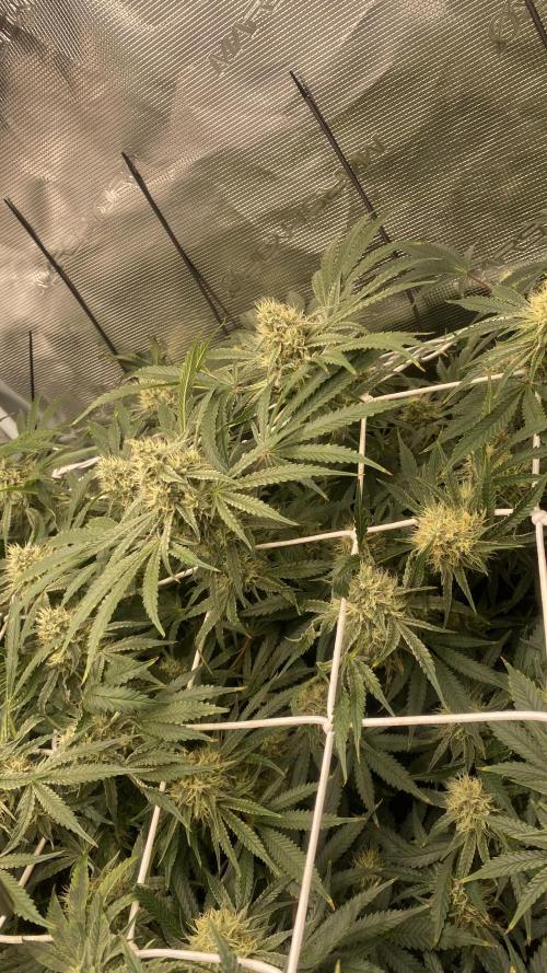 Blue Dream - Barneys farm - FC3000evo. Week 14 - day 43 - 25/12/2025