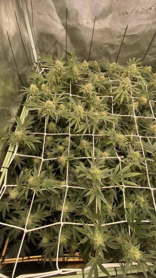 Blue Dream - Barneys farm - FC3000evo. Week 14 - day 44 - 26/12/2025 