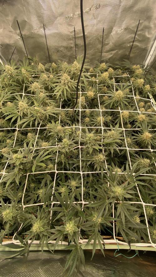 Blue Dream - Barneys farm - FC3000evo. Week 14 - day 44 - 26/12/2025 