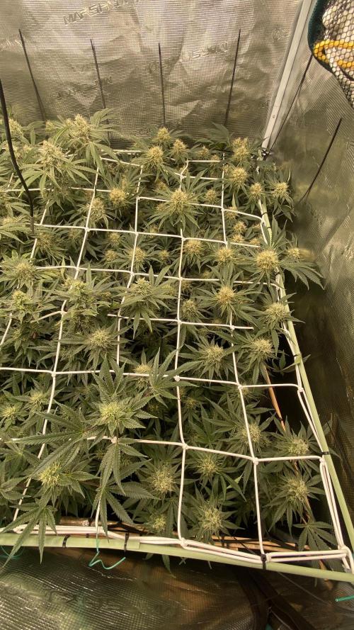 Blue Dream - Barneys farm - FC3000evo. Week 14 - day 44 - 26/12/2025 