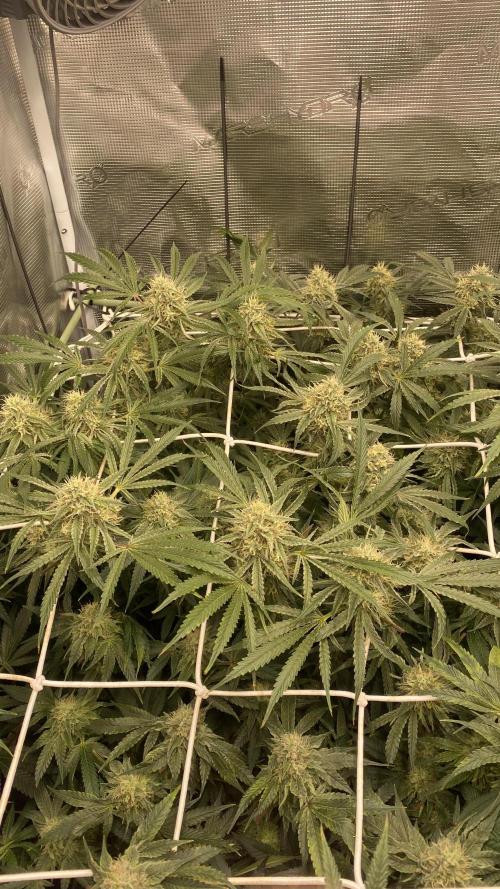 Blue Dream - Barneys farm - FC3000evo. Week 14 - day 44 - 26/12/2025 
