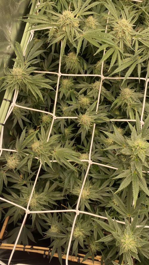 Blue Dream - Barneys farm - FC3000evo. Week 14 - day 44 - 26/12/2025 