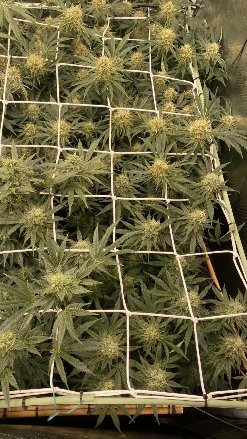 Blue Dream - Barneys farm - FC3000evo. Week 14 - day 44 - 26/12/2025 