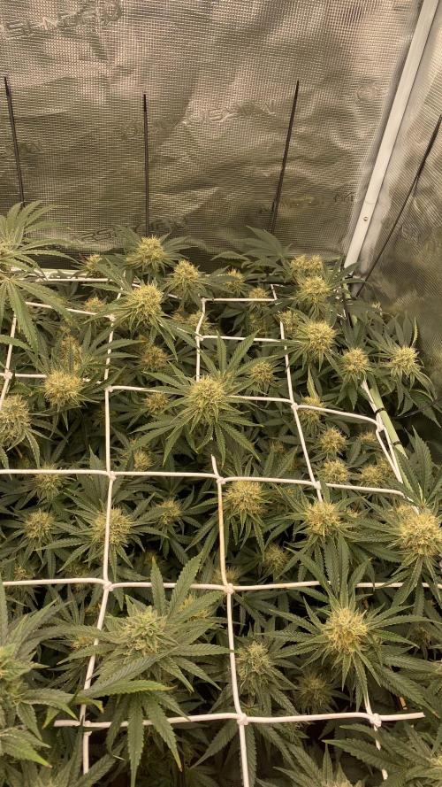 Blue Dream - Barneys farm - FC3000evo. Week 14 - day 44 - 26/12/2025 