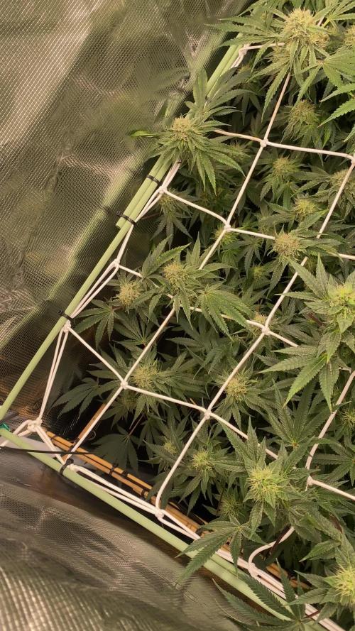 Blue Dream - Barneys farm - FC3000evo