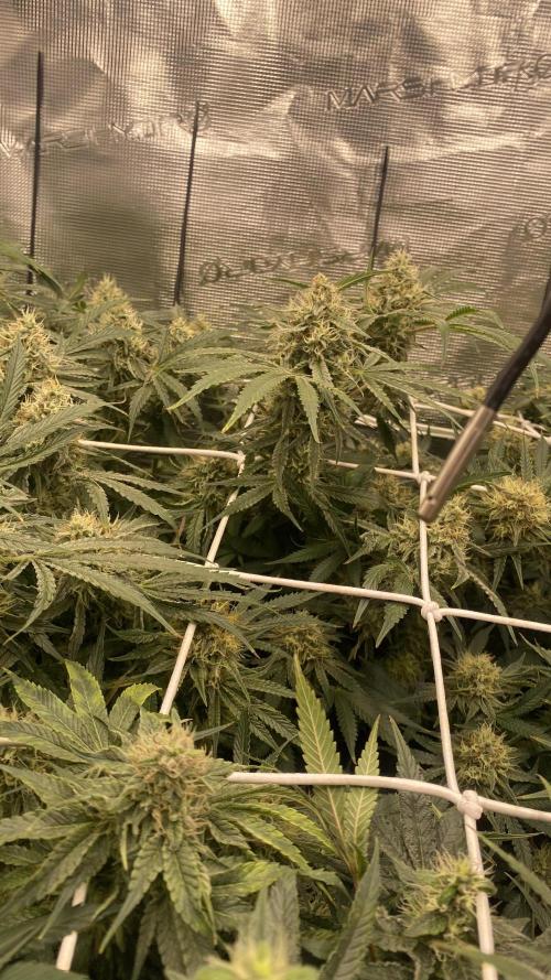 Blue Dream - Barneys farm - FC3000evo. Week 14 - day 45 - 26/12/2025