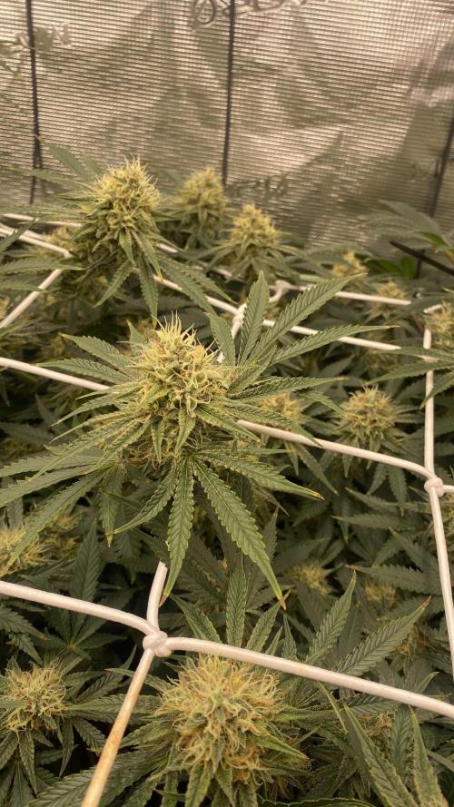 Blue Dream - Barneys farm - FC3000evo. Week 14 - day 45 - 26/12/2025