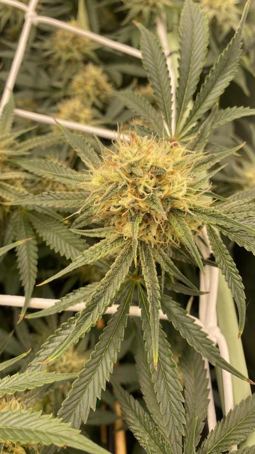 Blue Dream - Barneys farm - FC3000evo. Week 14 - day 45 - 26/12/2025