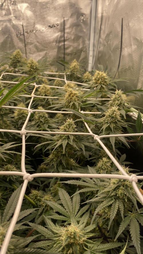 Blue Dream - Barneys farm - FC3000evo. Week 14 - day 45 - 26/12/2025