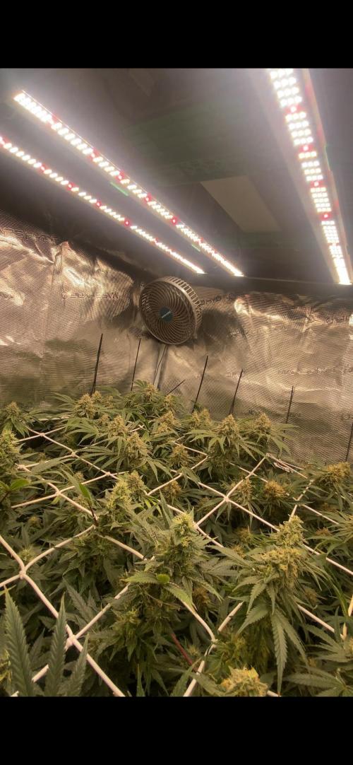 Blue Dream - Barneys farm - FC3000evo. Week 15 - day 50 - 1/1/2026