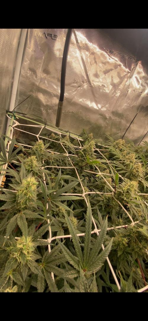 Blue Dream - Barneys farm - FC3000evo. Week 15 - day 50 - 1/1/2026