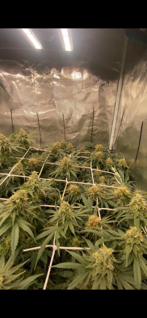 Blue Dream - Barneys farm - FC3000evo. Week 15 - day 50 - 1/1/2026