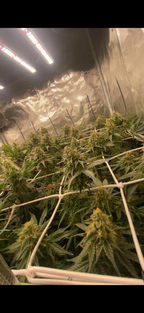 Blue Dream - Barneys farm - FC3000evo. Week 15 - day 50 - 1/1/2026