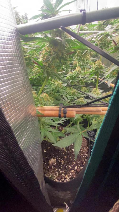 Blue Dream - Barneys farm - FC3000evo